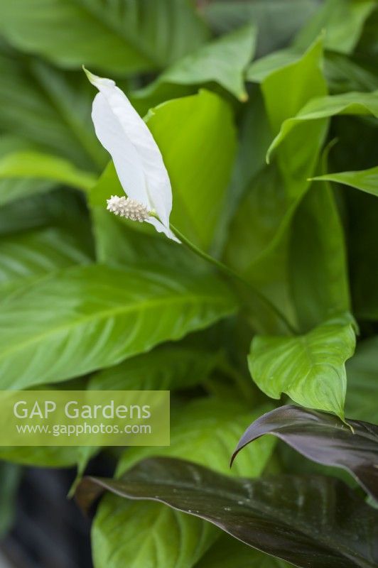 White flower of Spathiphyllum