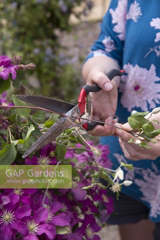 Using Jakoti hand shears to prune back clematis
