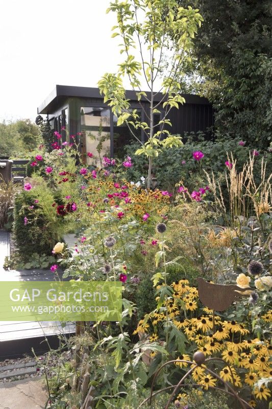 Late summer garden with garden office Rudbeckia 'Goldsturm'
Cosmos bipinnatus 'Dazzler'
Echinops

