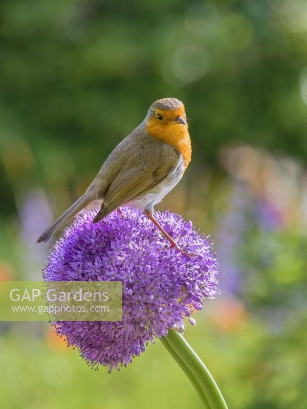 Erithacus rubecula - Robin perched on allium flowers