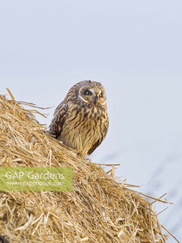 Asio flammeus - Short eared owl perched on haystack