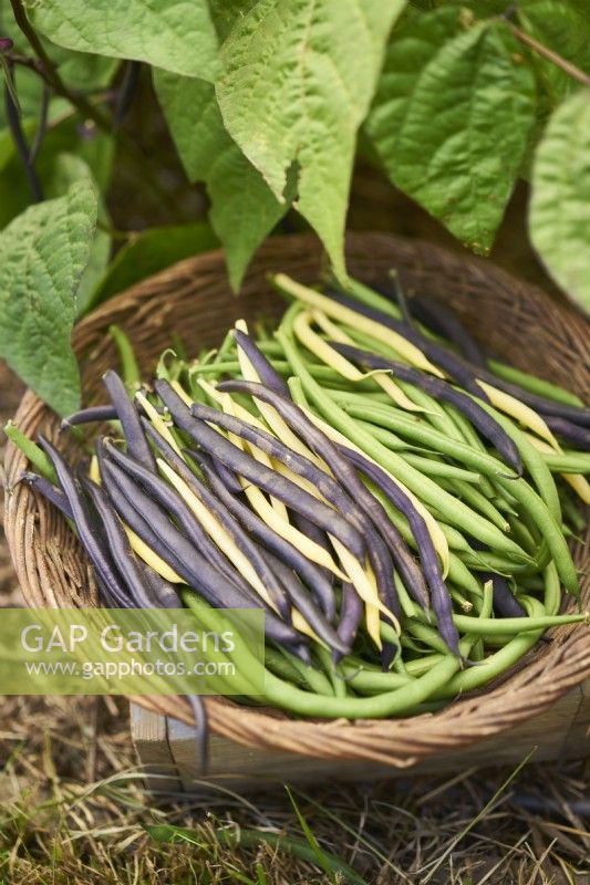 Mixed varieties of harvested dwarf beans in a wicker basket