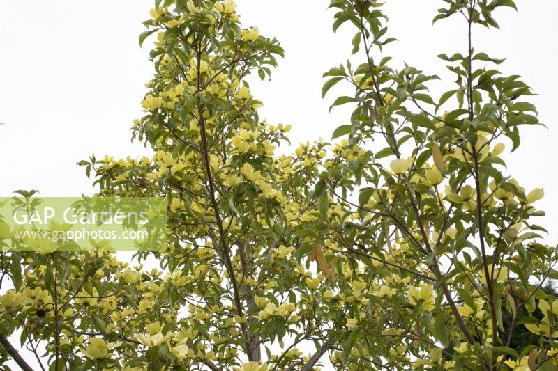 Magnolia x brooklynensis 'Yellow Bird', June