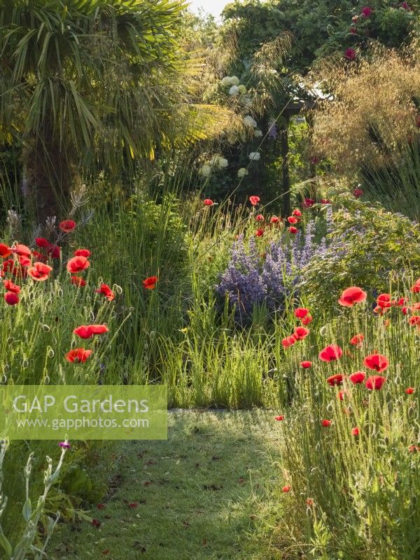 Papaver rhoeas - Mown path in cottage garden flanked by bed with common poppies