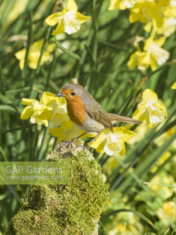 Erithacus rubecula - Robin perched on mossy stone with daffodils behind