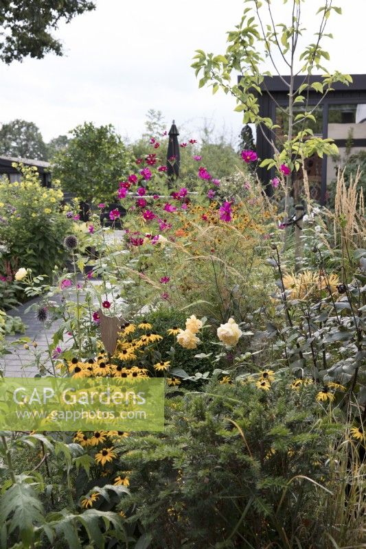 Late summer garden border with Rudbeckia 'Goldsturm', Cosmos bipinnatus 'Dazzler', Echinops and Rosa 'Graham Thomas'
