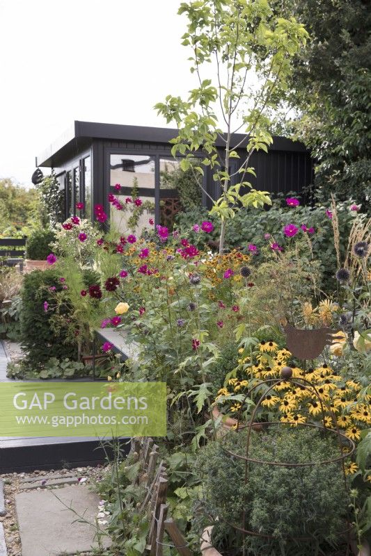Late summer garden with garden office and Rudbeckia 'Goldsturm', Cosmos bipinnatus 'Dazzler', Echinops and Rosa 'Graham Thomas'
