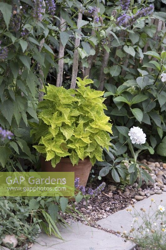 Variegated lime green coleus in pot,  with Agastache 'Black Adder' in contemporary garden border
