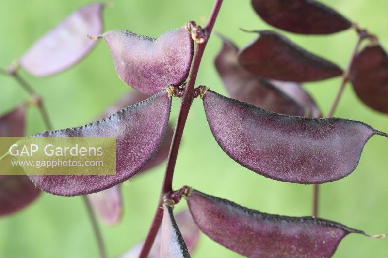Lablab purpureus  'Ruby Moon'  Hyacinth beans  Syn. Dolichos 'Ruby Moon'  October