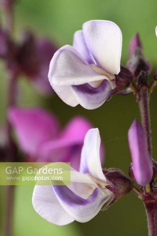 Lablab purpureus  'Ruby Moon'  Hyacinth bean flower  Syn. Dolichos 'Ruby Moon'  September