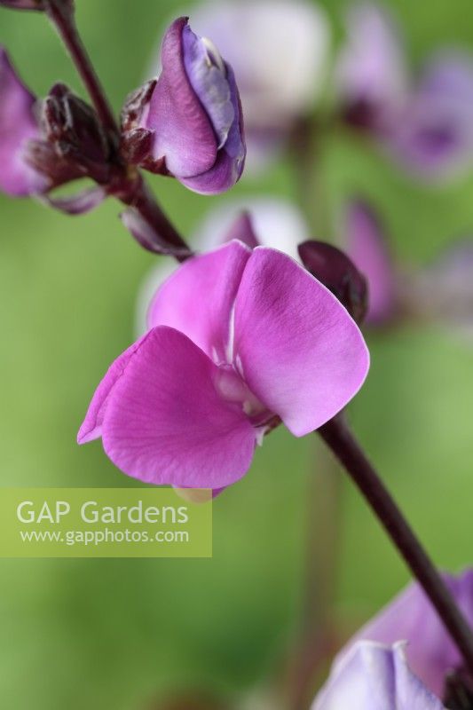 Lablab purpureus  'Ruby Moon'  Hyacinth bean flower  Syn. Dolichos 'Ruby Moon'  September
