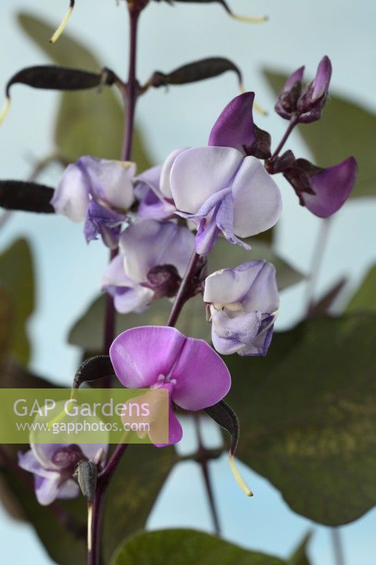 Lablab purpureus  'Ruby Moon'  Hyacinth bean flowers and pods  Syn. Dolichos 'Ruby Moon'  September