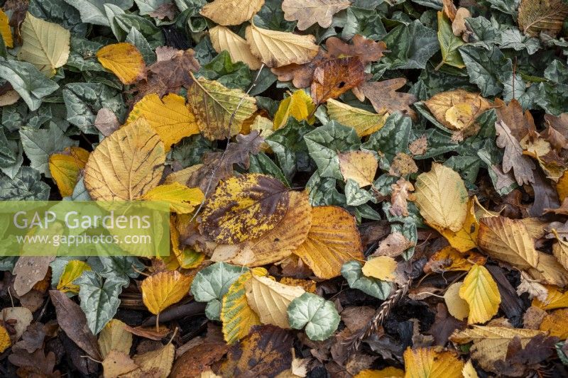 Fallen autumn leaves with Cyclamen foliage growing through