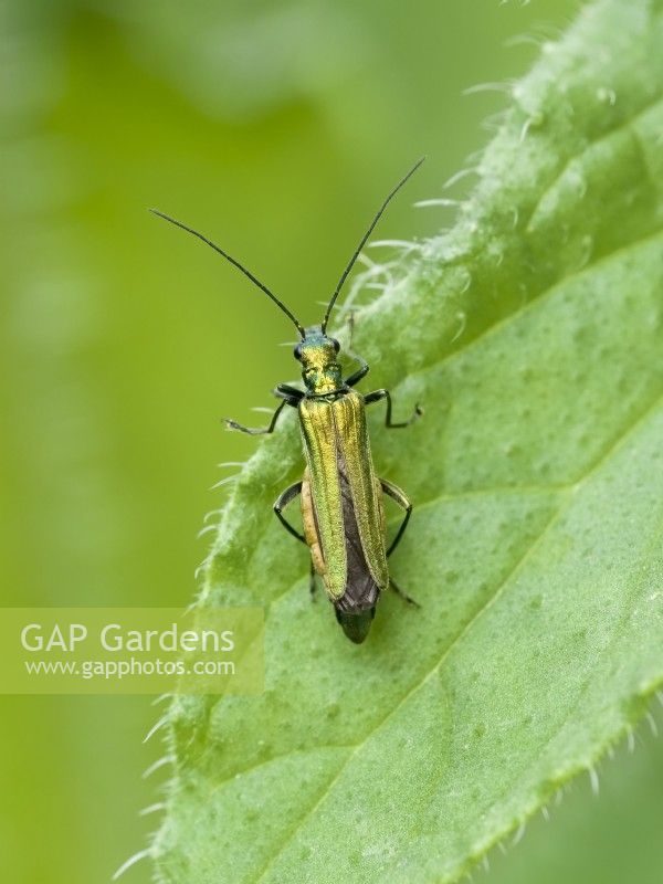 Oedemera nobilis - Female Thick-legged flower beetle