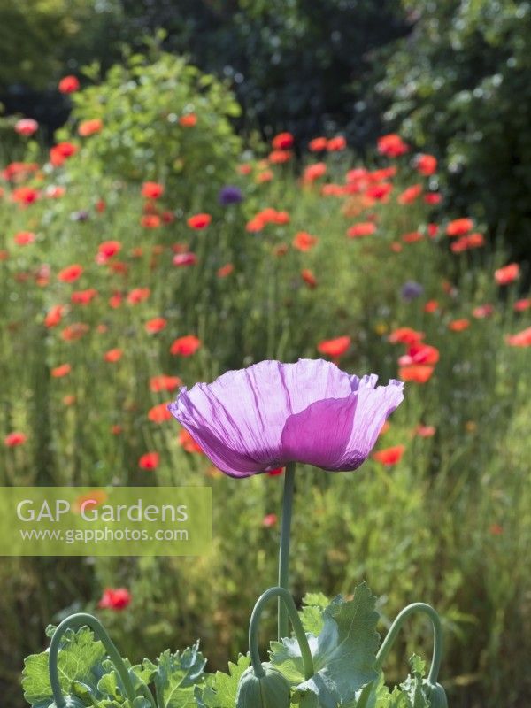 Papaver Somniferum - Single Opium Poppy flower with common poppies behind
