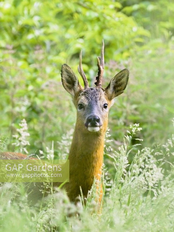 Capreolus capreolus - Roe deer - Buck in long grass