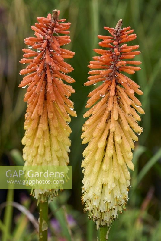 Kniphofia 'Samuel's Sensation', orange-red flowers fading to yellow with age
