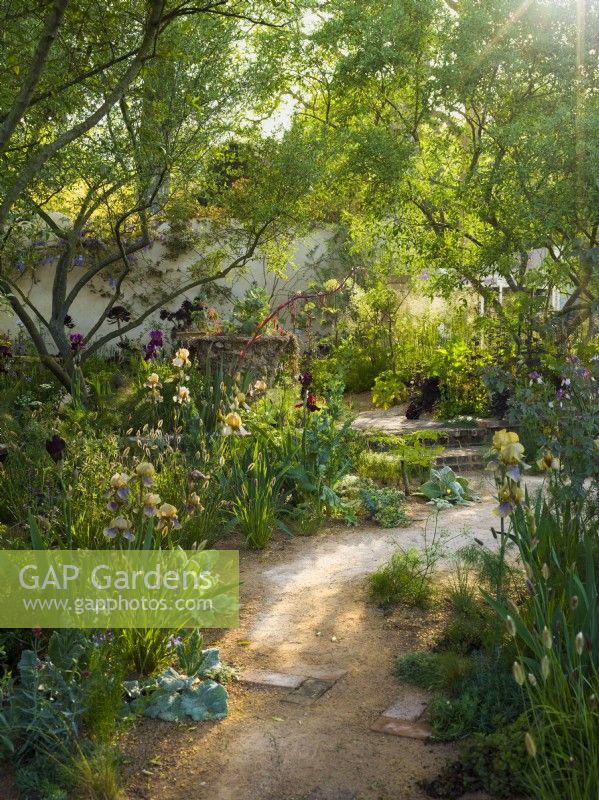 Curved path leading between beds with Benton Irises. The Nurture Landscapes Garden, Designer: Sarah Price, Gold medal winner Chelsea Flower Show 2023