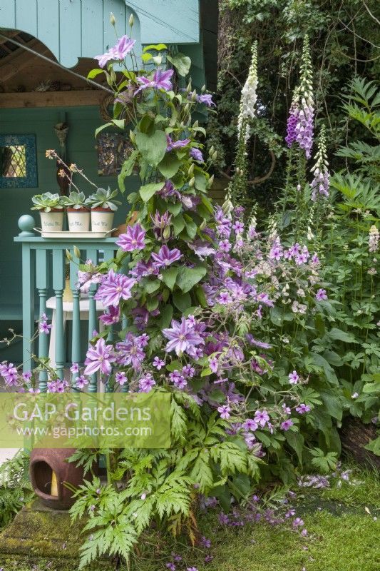 Climber Clematis 'Nelly Moser' with Digitalis purpurea - foxgloves, Geranium palmatum - Canary Island geranium and Astrantias. Turquoise painted summerhouse with containers of Sempervivums - houseleeks and ceramic candle holder.