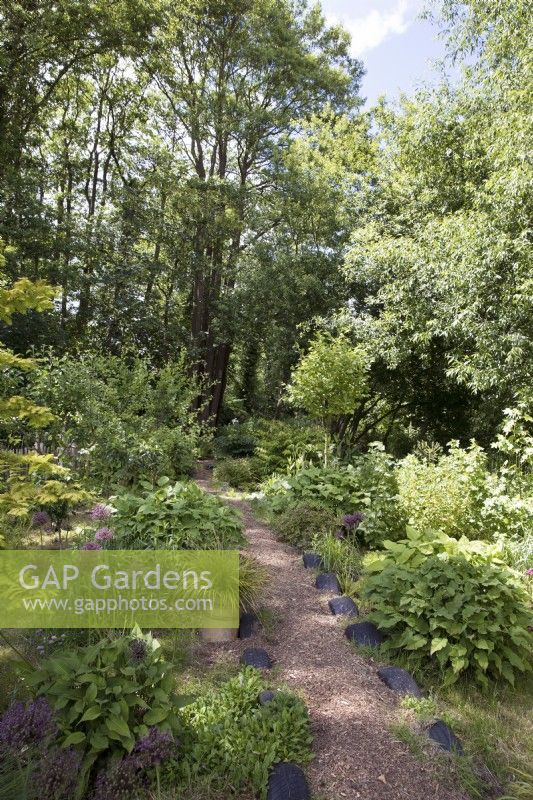 Woodland garden with pathway leading to black alder forest