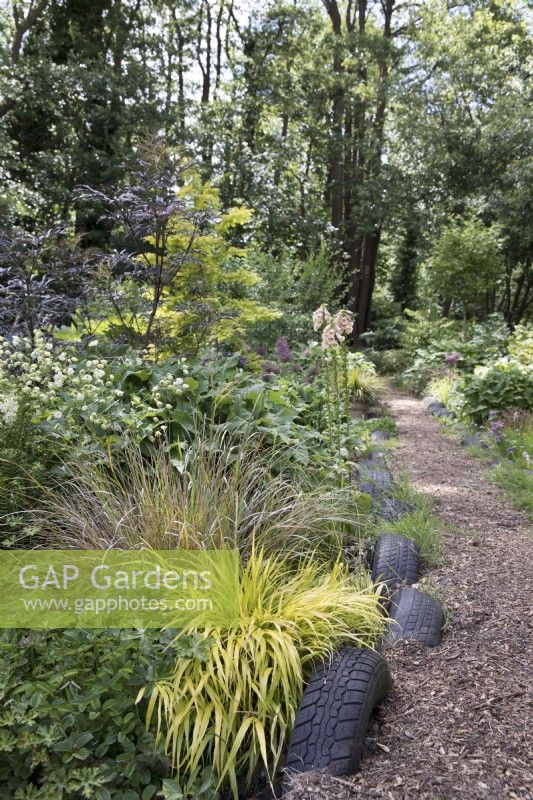 Pathway through naturalistic woodland garden with black alder trees, carex 'Evergold', silene stellata and sambucus nigra