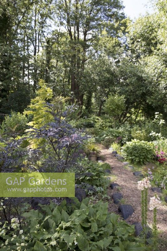 Overview of naturalistic woodland garden with black alder trees