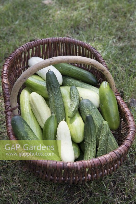 Collection of small cucumbers in wooden wicker baket

