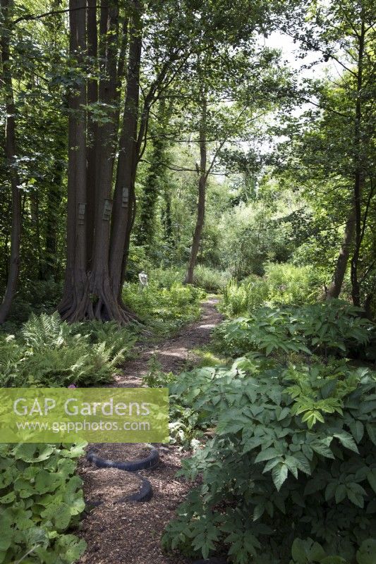 Pathway through naturalistic woodland garden with black alder trees