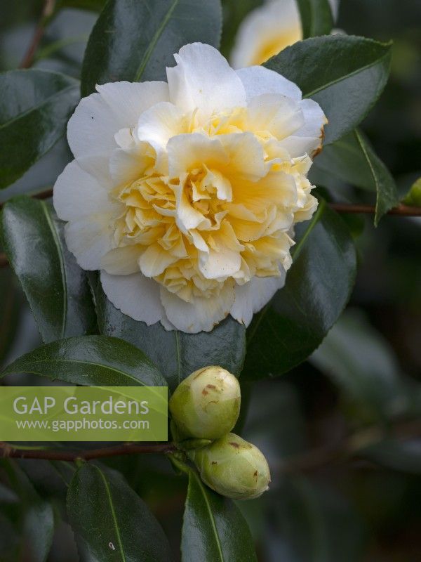 Camellia x williamsii 'Jurys Yellow' Early March