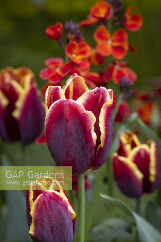 Tulip 'Doberman' with Erysimum cheiri 'Blood Red Covent Garden' - Wallflower