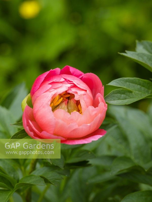Paeonia 'Coral Charm' - peony 'Coral Charm'. June