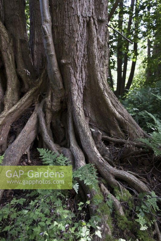 Gnarled roots of black alder tree