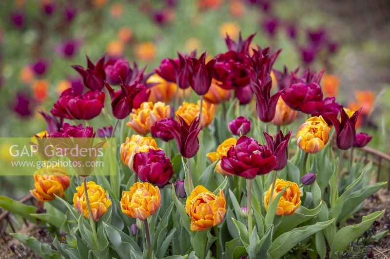 Tulip 'Antraciet', 'Sarah Raven' and 'Orange Princess'