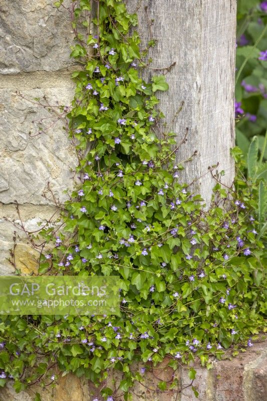 Cymbalaria muralis - Ivy leaved toadflax