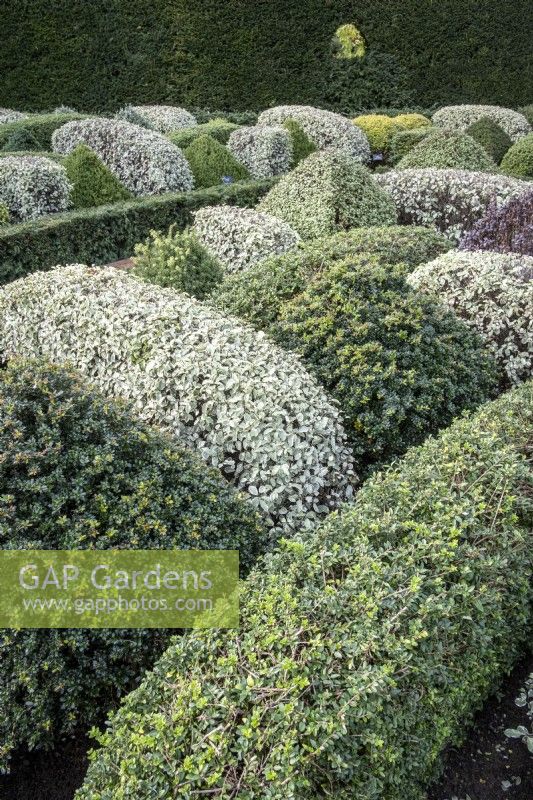 Topiary knot garden with shaped, intertwined hedging of different types of conifers and shrubs