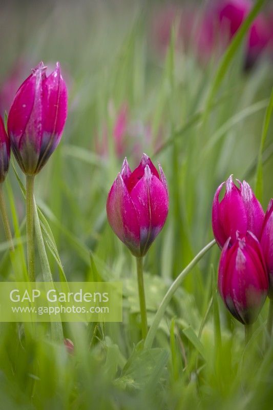 Tulip hageri 'Little Beauty' growing in grass