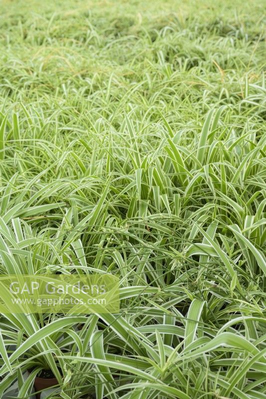 Chlorophytum comosum 'Vittatum' - Spider plant