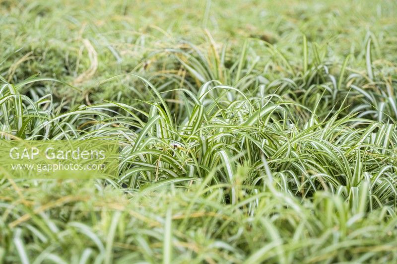 Chlorophytum comosum 'Vittatum' - Spider plant - Variegated spider plant