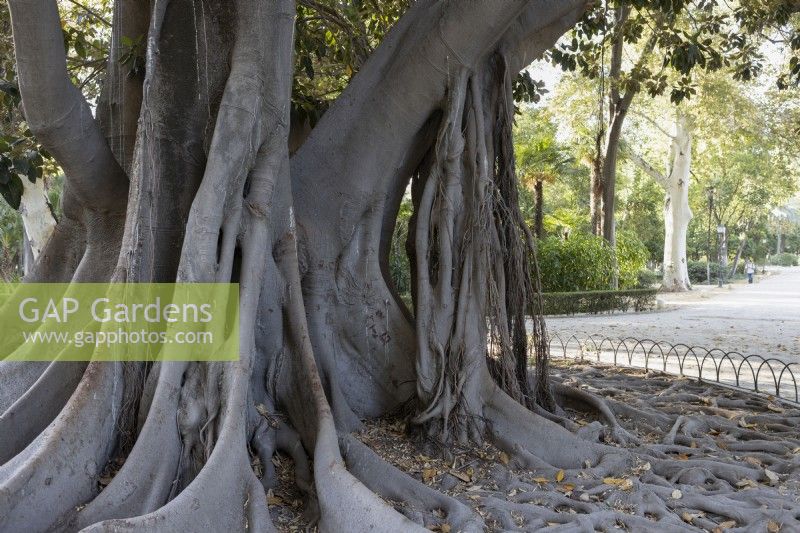 A tree of the lianas, Ficus macrophylla, known as Coussapoa dealbata in Seville. Parque de Maria Luisa, Seville, Spain. September