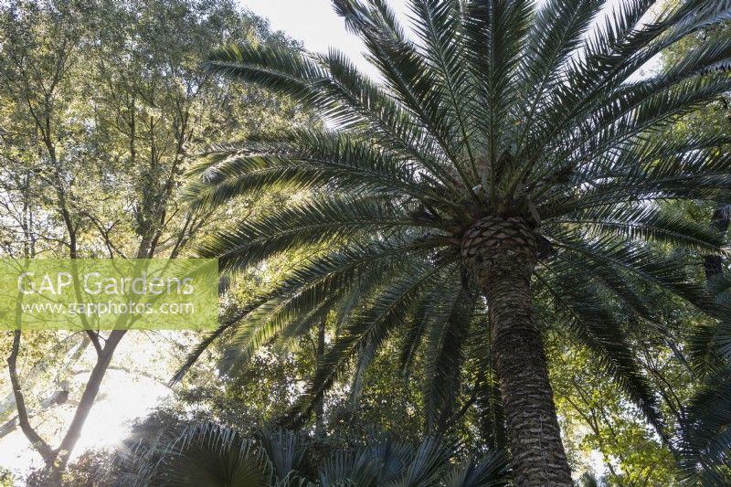 Date palm, Phoenix dactylifera, grows amongst other trees and shrubs in the Parque de Maria Luisa, Seville, Spain. September