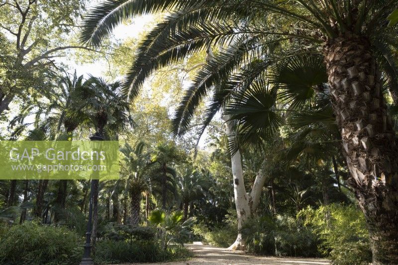 Date palms, Phoenix dactylifera, grow amongst other trees and shrubs in the Parque de Maria Luisa, Seville, Spain. September