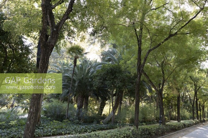 A variety of shrubs and trees, including date palms, Phoenix dactylifera in the Parque de Maria Luisa, Seville, Spain. September