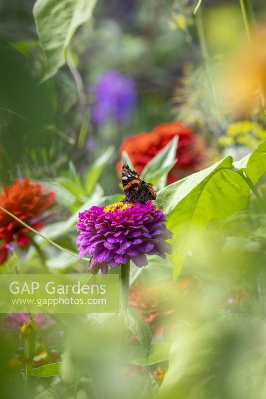 Red Admiral butterfly - Vanessa atalanta - on Zinnia 'Cactus Pink'