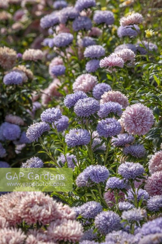 Callistephus chinensis 'Lady Coral Lavender' - Lady Coral Series - with Chrisantella Aster 'Flamingo at Sunset'
