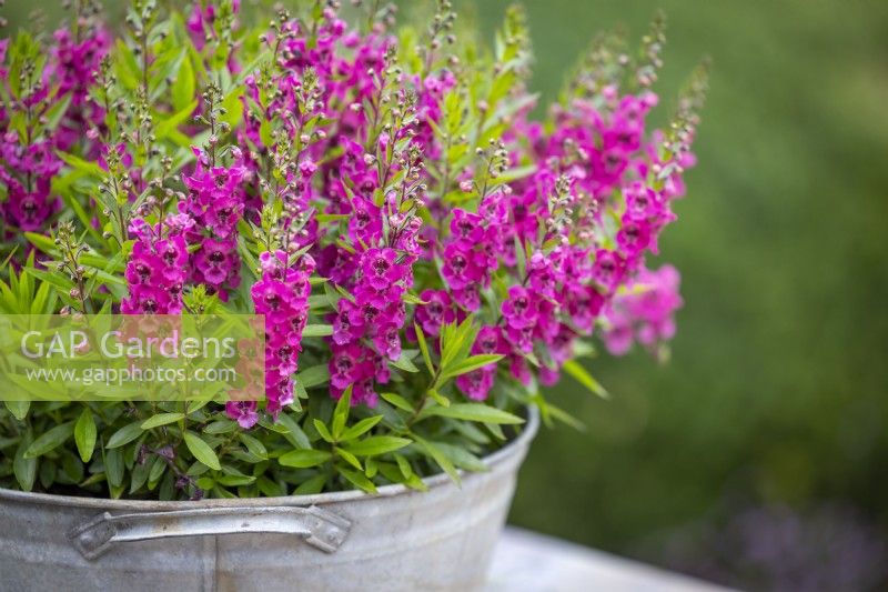 Angelonia angustifolia 'Archangel Deep Rose' in a metal container