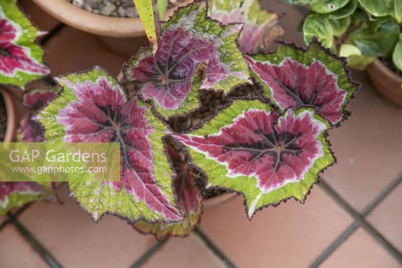 Begonia rex 'Savannah Pink, Parfait', November