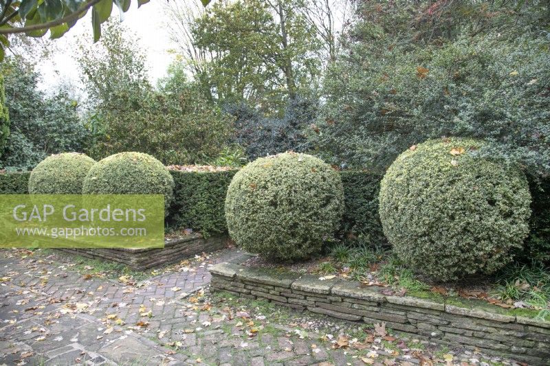 Topiary balls in the Well Garden at Winterbourne Botanical Gardens, November