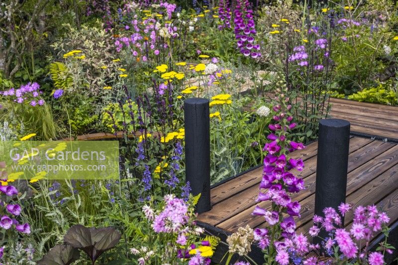 Charred timber boardwalk set among dense planting with flowering Digitalis purpurea, Achillea 'Moonshine' and Nepeta 'Walker's Low'. June, Designer: Robert Moore