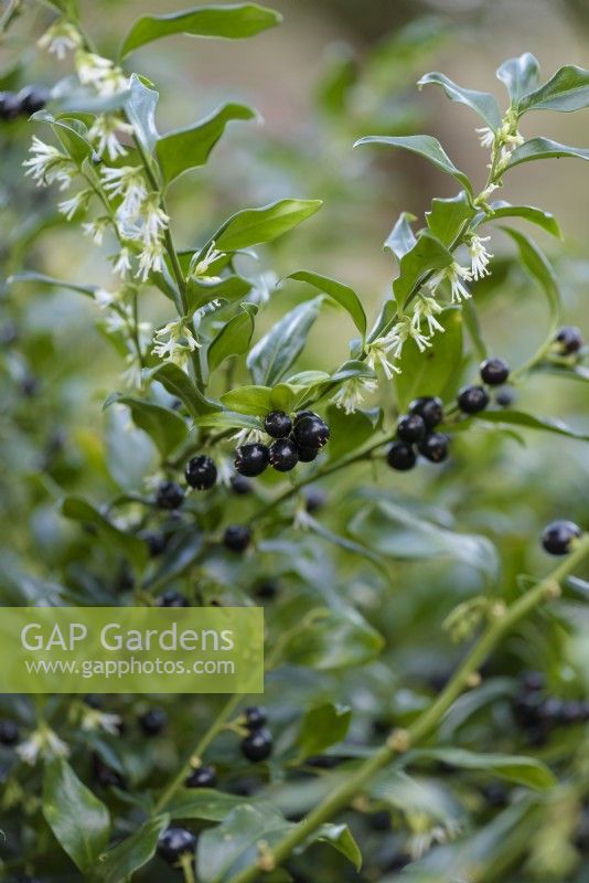 Sarcococca confusa in January