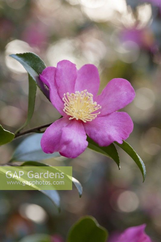 Camellia sasanqua 'Lavender Queen'